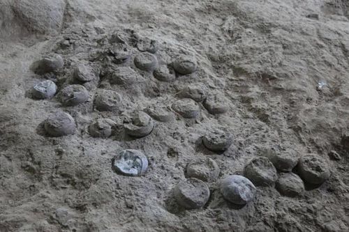Tò mò hóa thạch trứng khủng long gần 86 triệu năm tuổi