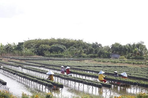 Làng hoa Sa Đéc tất bật xuống giống vụ hoa Tết 2026