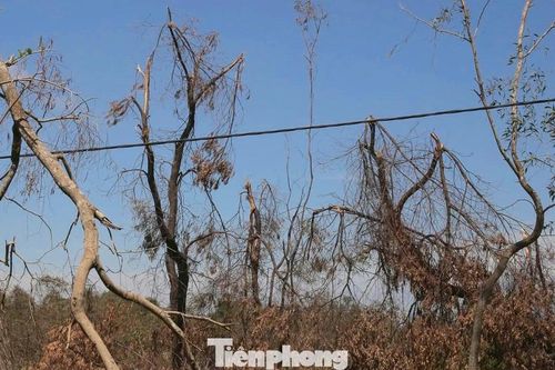 Nhiều diện tích keo tràm gãy đổ, chết khô sau bão