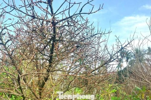 Xót xa những vườn cây ăn trái trơ trụi bên dự án Vành đai 3 TPHCM
