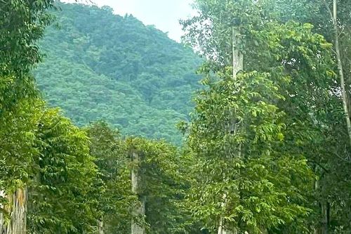 Đình chỉ sinh hoạt Đảng đối với Chi cục trưởng Kiểm lâm tỉnh Gia Lai