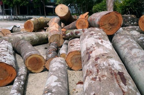 Danh tính người tự ý đốn hạ hàng chục cây gỗ ở Thanh Hóa