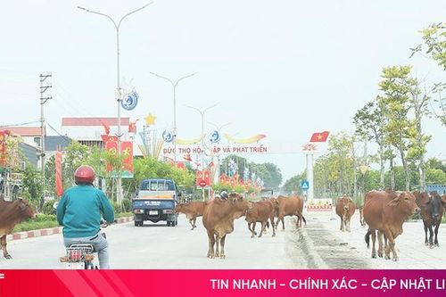 Thả rông gia súc trên đường, rình rập hiểm nguy tai nạn giao thông