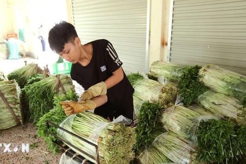 Nhiều loại rau tại Đà Lạt tăng giá mạnh do mưa ngập liên tiếp