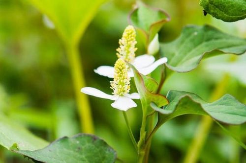 Rau dại xưa cho lợn ăn, giờ hóa 'cây tiền', dân thành phố cực chuộng