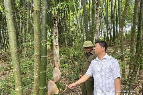 Trung Hạ thâm canh phục tráng, nâng cao hiệu quả kinh tế rừng luồng