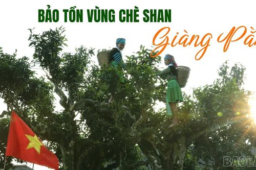 Bảo tồn vùng chè Shan Giàng Pằng