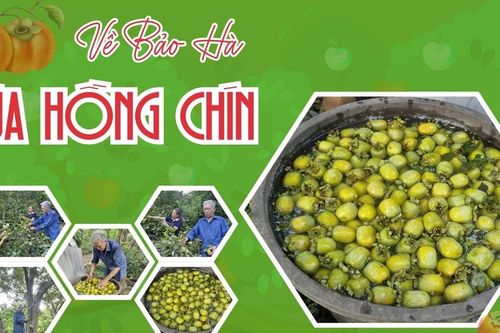 Về Bảo Hà mùa hồng chín