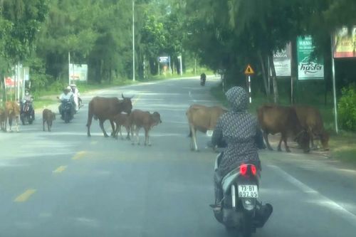 Thả rông gia súc gây mất mỹ quan đô thị, tiềm ẩn tai nạn