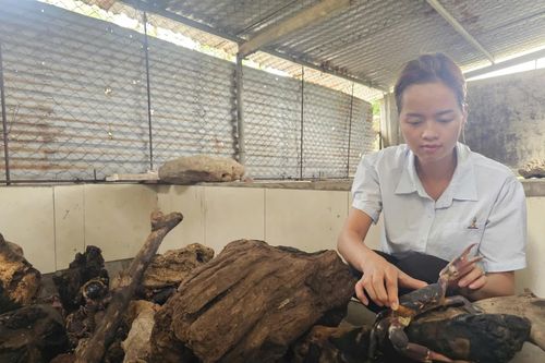 Triển vọng từ mô hình nuôi cua đá ở đảo tiền tiêu
