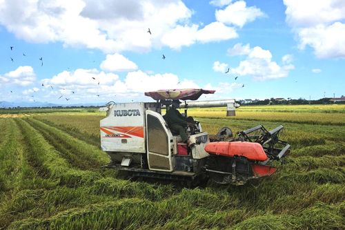 Xã Lệ Thủy: Năng suất lúa vụ hè-thu ước đạt 50tạ/ha