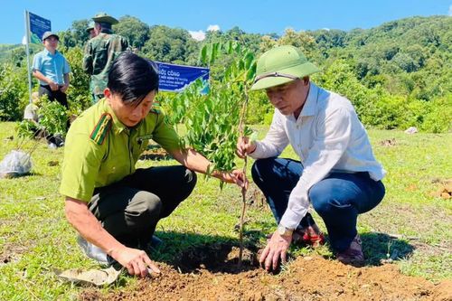Xã Tuyên Lâm: Trồng gần 178ha rừng cây bản địa