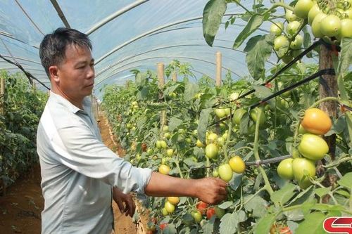 Trồng rau trái vụ ở Mộc Sơn