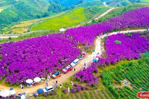 Hoa mua Vân Hồ níu chân du khách