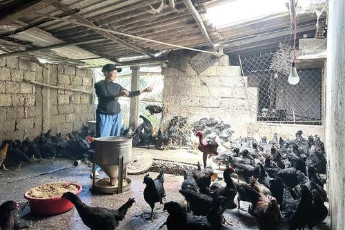 Làm giàu từ nuôi gà đen H'Mông