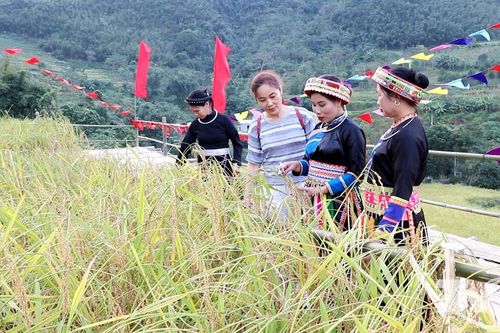 Gạo Nếp Tài giúp người dân vùng cao Thượng Minh thoát nghèo