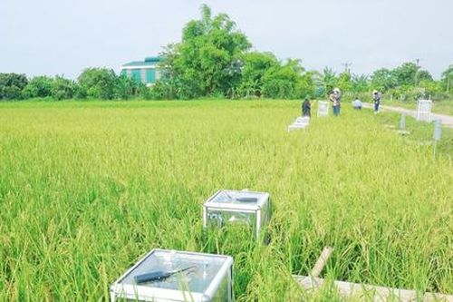 Vẫn là cây lúa, vườn rau, nhưng nhờ cách làm mới này mà nông dân Thanh Hóa liên tục giàu lên