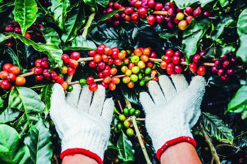 Ngân hàng chung tay phát triển cà phê