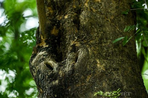 Không phải sâm Ngọc Linh, loài cây này mới là 'báu vật thật sự' của rừng Việt Nam Từng suýt tuyệt chủng, giá trị khiến thế giới kinh ngạc!