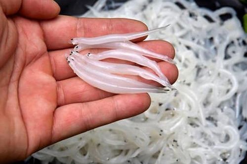 Loại cá được ví như 'ngọc trong suốt' chỉ xuất hiện một mùa khiến thực khách 'săn lùng' ráo riết