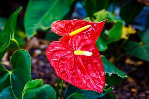 Những cây phong thủy hợp với người tuổi Dần