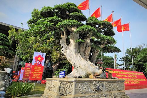 Chiêm ngưỡng những 'cụ duối' trị giá hàng tỷ đồng quy tụ tại Gia Lai