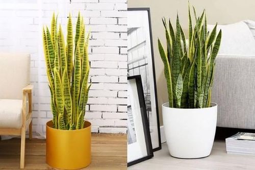 Loài cây cảnh ai cũng nên sở hữu để xua đuổi xui xẻo