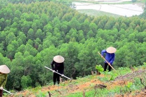 Quy định quy trình kỹ thuật giao rừng, cho thuê rừng