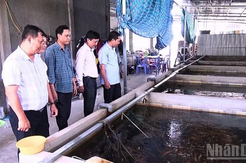 Hiệu quả kinh tế cao từ mô hình nuôi lươn không bùn