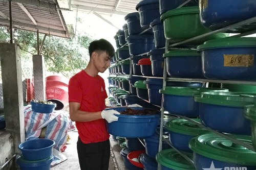 Nghề nuôi đuông dừa cho hiệu quả kinh tế cao