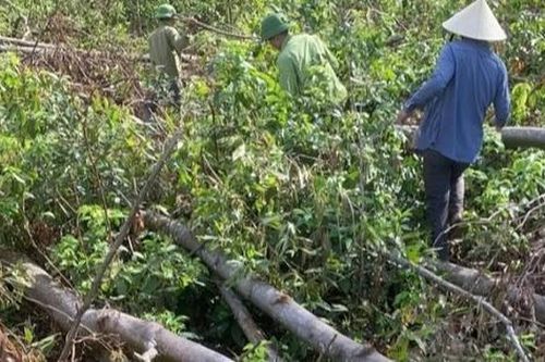 Rừng ở Hà Tĩnh tan hoang sau bão số 5