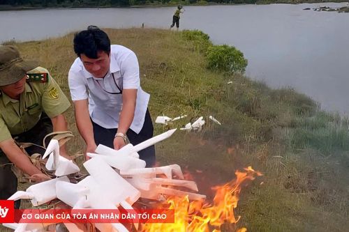 Huế tăng cường tháo gỡ bẫy, bảo vệ chim hoang dã mùa di cư