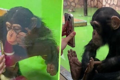 Chú tinh tinh nổi tiếng 'nghiện' điện thoại, công viên vội vàng treo biển cấm