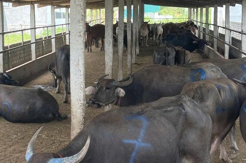 Phát hiện xe tải chở 48 con trâu, bò không rõ nguồn gốc, không có giấy kiểm dịch