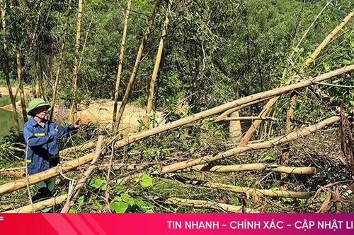 Cần sớm gỡ khó cho người trồng rừng phòng hộ