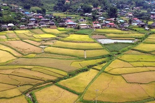 Sơn La: Ngắm nhìn mùa vàng trải dài khắp các triền ruộng ở Ngọc Chiến