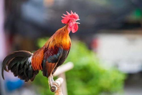 Vì sao gà trống luôn gáy đúng giờ vào mỗi buổi sáng?