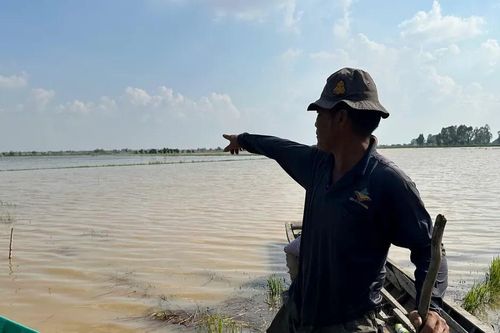 Mưu sinh giữa mùa nước nổi Đồng Tháp Mười