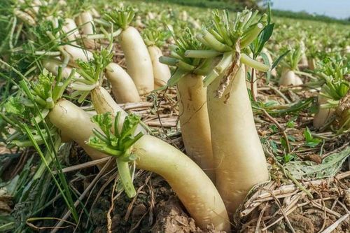 Loại cây ăn được củ lẫn lá, ví như nhân sâm cho người nghèo, đi chợ gặp phải mua ngay