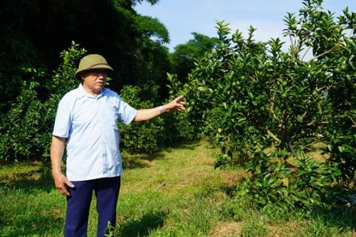 Cam sạch Cẩm Thạch và hành trình làm giàu từ đổi mới cách nghĩ, phát triển nông nghiệp hữu cơ