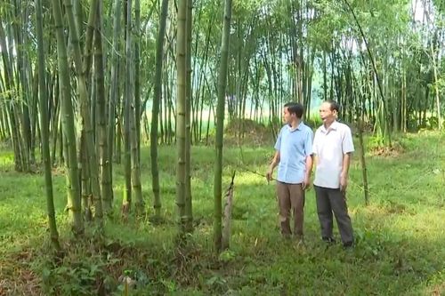 Nâng tầm giá trị cây luồng, xây dựng kinh tế rừng bền vững