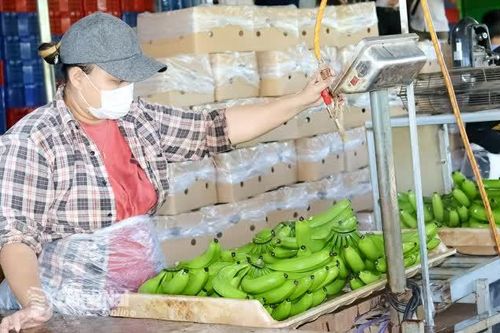 Vùng trồng chuối lớn nhất Đồng Nai