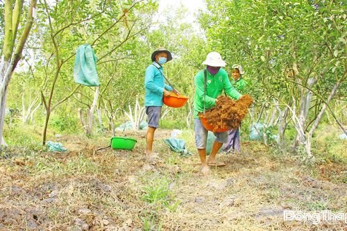 Đồng Tháp: Nông dân hưởng ứng nhiều mô hình nông nghiệp theo hướng an toàn, hữu cơ