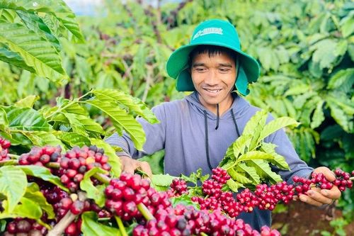 Chàng trai Bahnar tiên phong trồng cà phê theo hướng hữu cơ