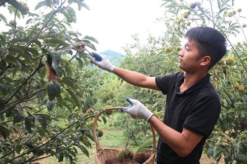 Hạt dẻ đắt khách