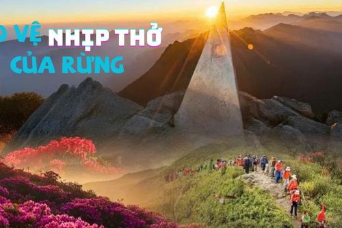 Bảo vệ nhịp thở của rừng