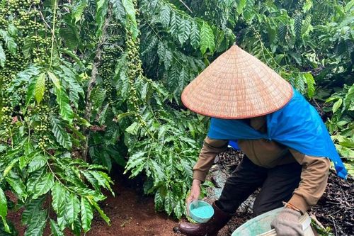 Bảo vệ môi trường từ phát triển chuỗi giá trị cà phê bền vững