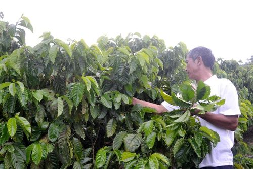 Nói không với thuốc diệt cỏ