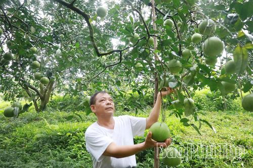 Nâng giá trị, vực danh tiếng bưởi đặc sản Bằng Luân