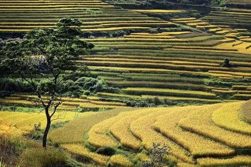 Miền Đồi sẽ tổ chức Lễ hội ruộng bậc thang trong 2 ngày 18-19/10/2025